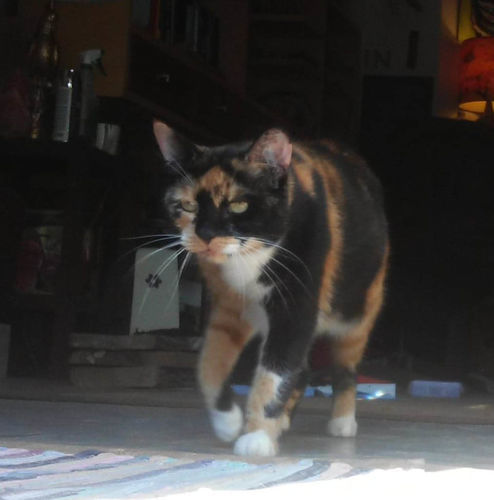 Customer photo review of Cat Hip and Joint Pain Relief - Effective Anti-inflammatory and Arthritis Pain Medicine (450 pills)