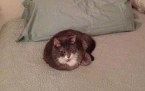 Customer photo review of Cat Hip and Joint Pain Relief - Effective Anti-inflammatory and Arthritis Pain Medicine (450 pills)