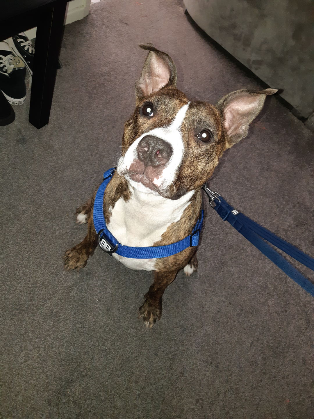 Customer photo review of TRI-Harness® | Anti-Pull, Adjustable & Durable - Dog Trainers Choice -  Blue v2.0