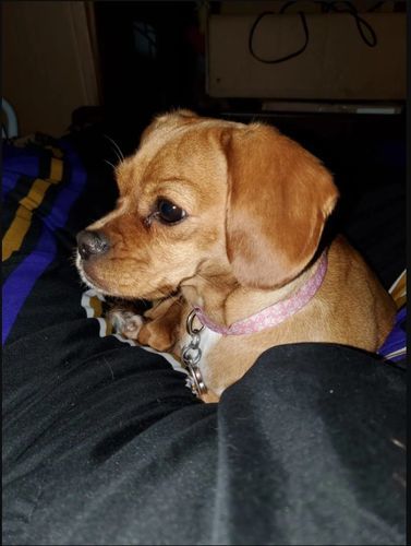 Customer photo review of WALK-EASY® Joint and Hip Pain Relief for Dogs and Cats