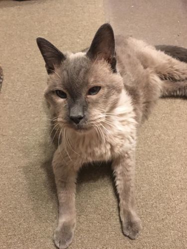 Customer photo review of WALK-EASY® Joint and Hip Pain Relief for Dogs and Cats