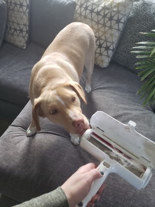 Customer photo review of Puppery Fusselbürste