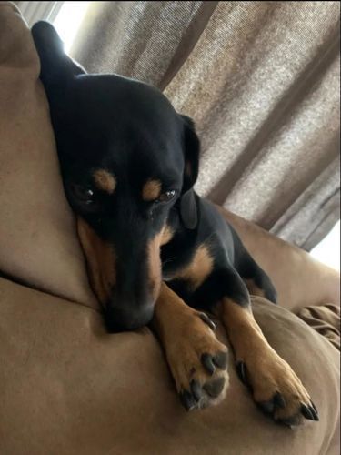 Customer photo review of Dog & Cat Weight Loss & Hypothyroid Support Remedy