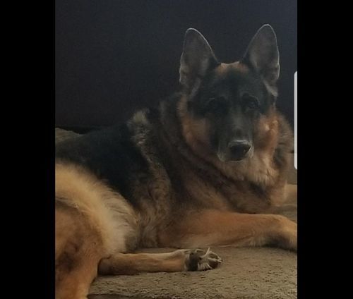 Customer photo review of WALK-EASY® Joint and Hip Pain Relief for Dogs and Cats