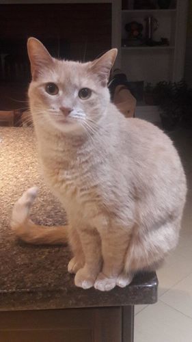 Customer photo review of Dewormer for Cats and Kittens - Broad Spectrum Feline Wormer Remedy