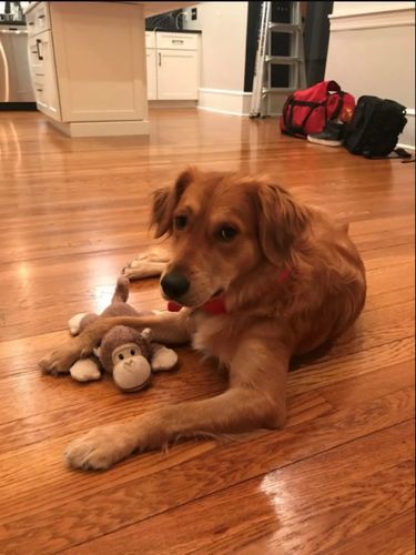 Customer photo review of Urinary Tract Infection and Kidney Support Remedy for Dogs (450 Pills)