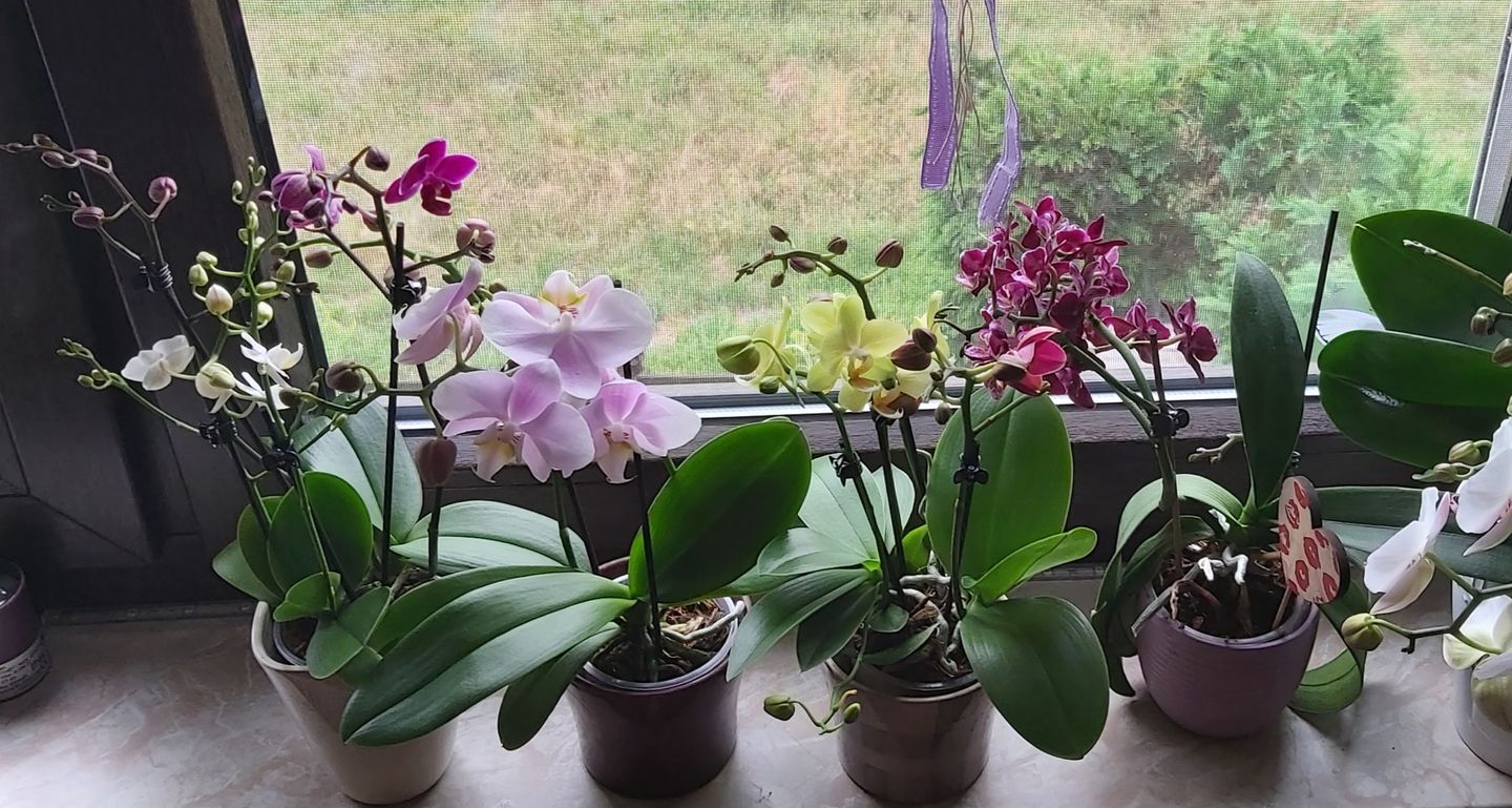 Customer photo review of Table Dance Angel Eyes mit zartrosa Blüten mit 2+ Stielen