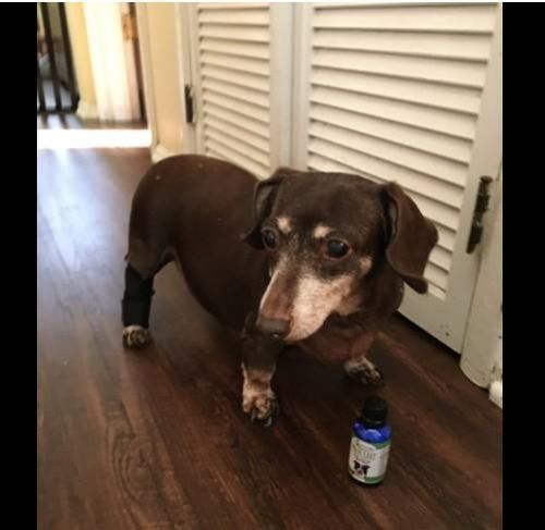 Customer photo review of WALK-EASY® Joint and Hip Pain Relief for Dogs and Cats