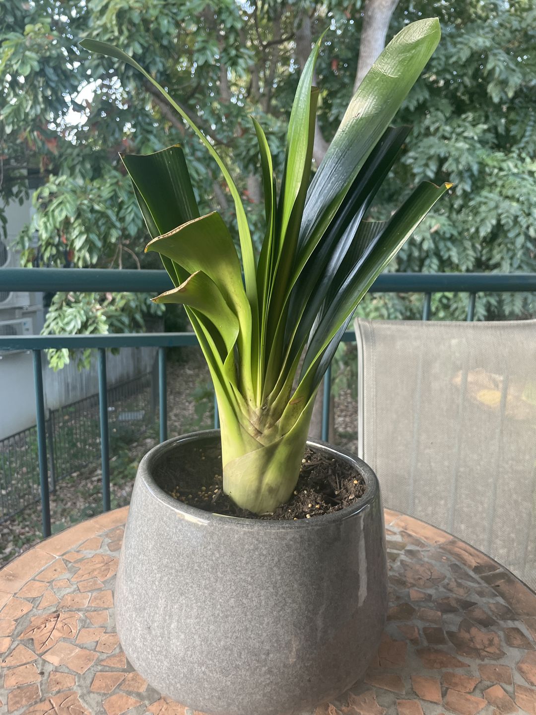 Customer photo review of Clivias