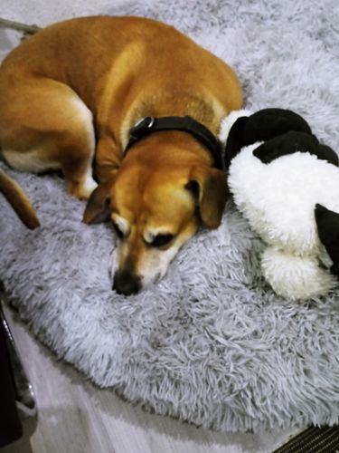 Customer photo review of Puppery Hundebett Wolke 7 - Das Original