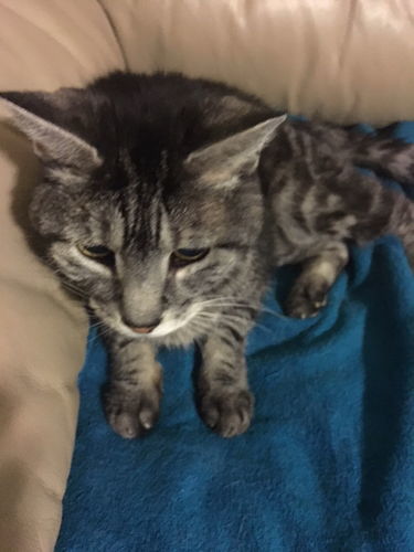 Customer photo review of WALK-EASY® Joint and Hip Pain Relief for Dogs and Cats