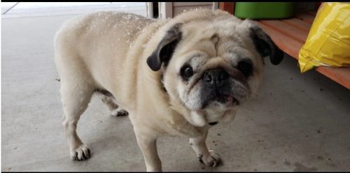 Customer photo review of WALK-EASY® Joint and Hip Pain Relief for Dogs and Cats