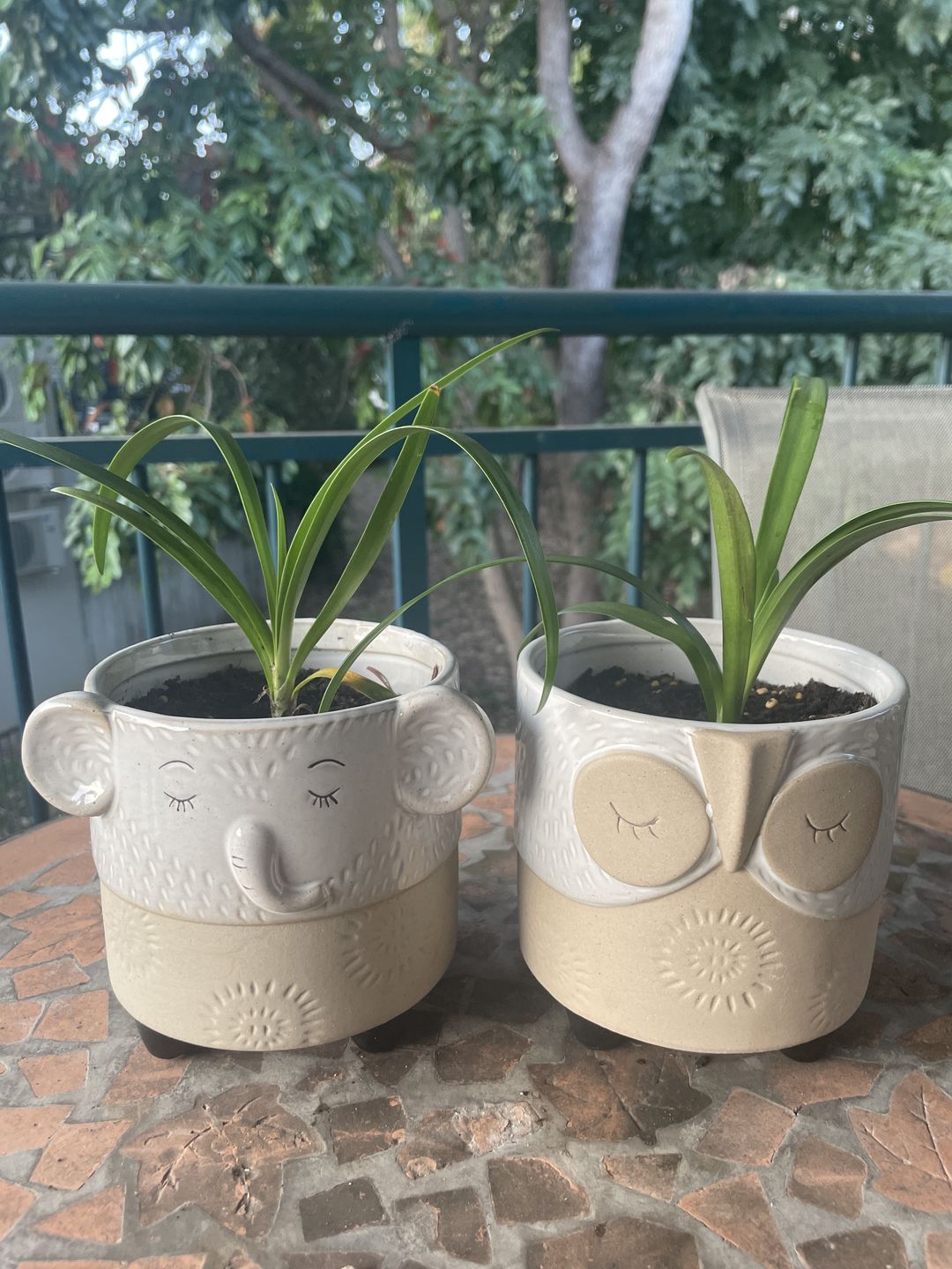 Customer photo review of Agapanthus