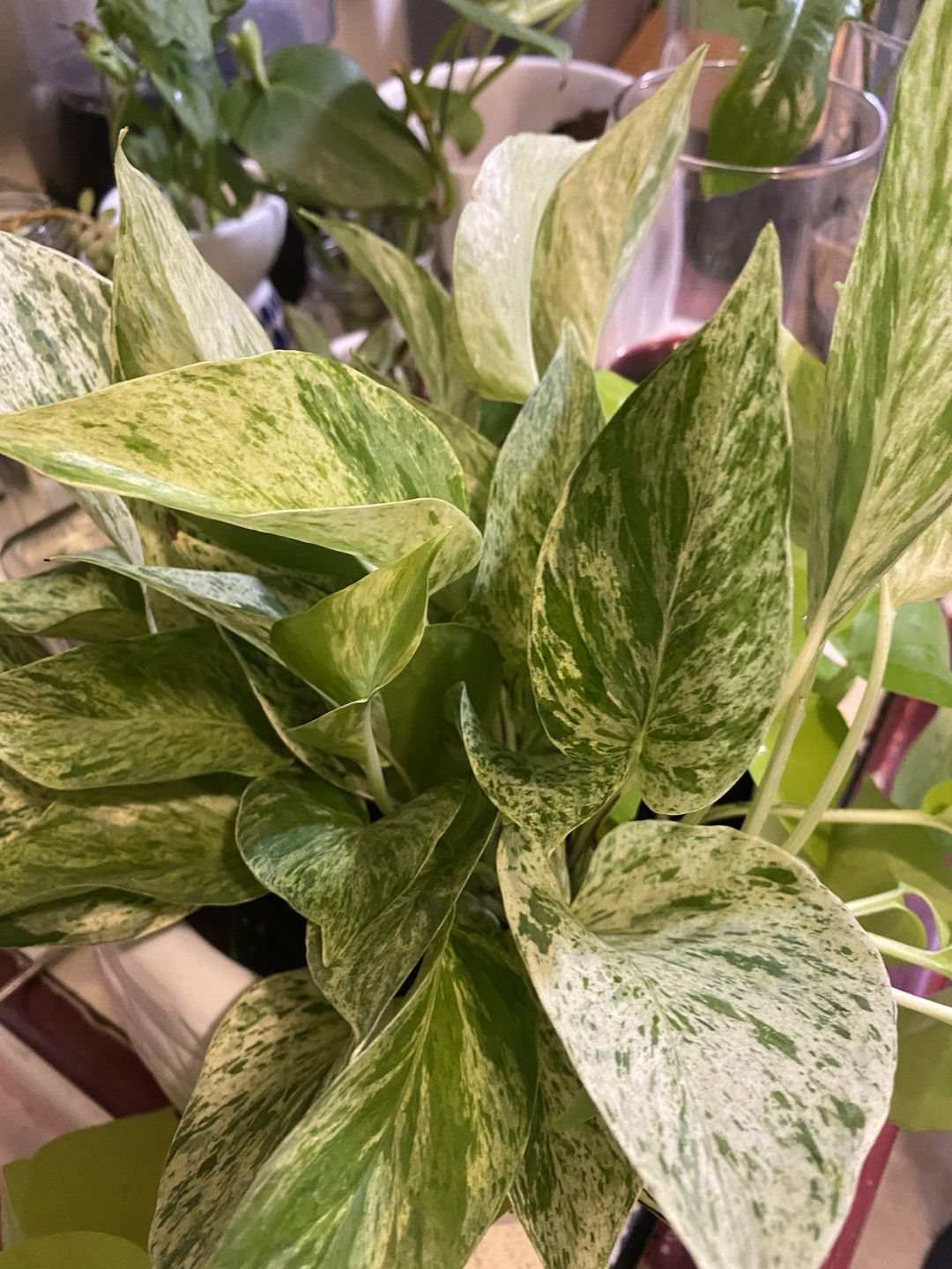 Customer photo review of 4" Pothos Epipremnum aureum 'Marble Queen'