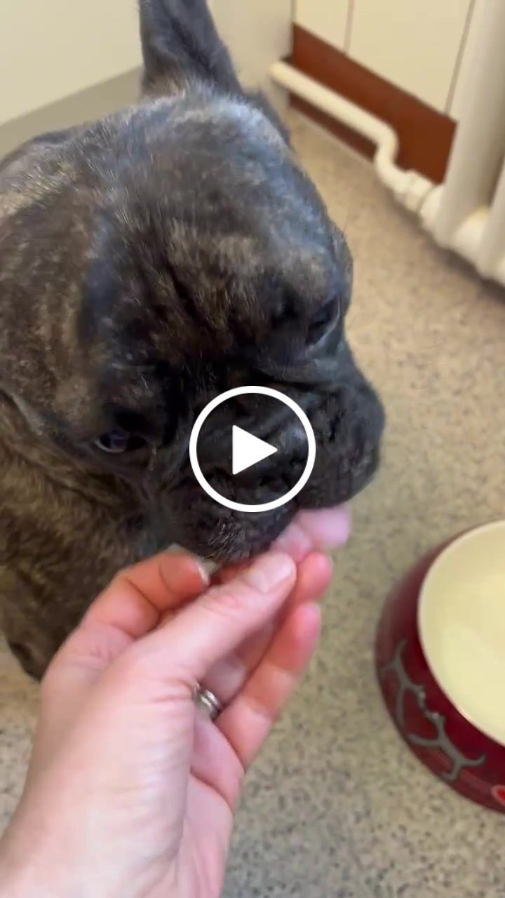 Customer video review of Nutridog Menu Deluxe Rind pro Wurst 250g ab 4.20.-