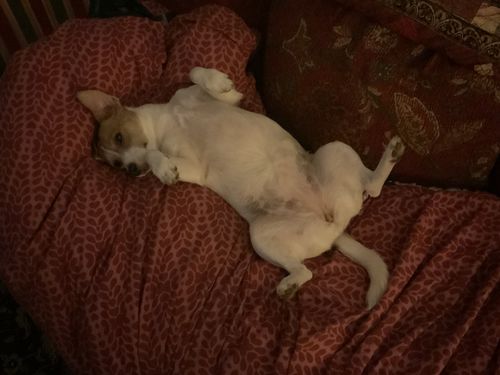 Customer photo review of DoggieBalm Manuka