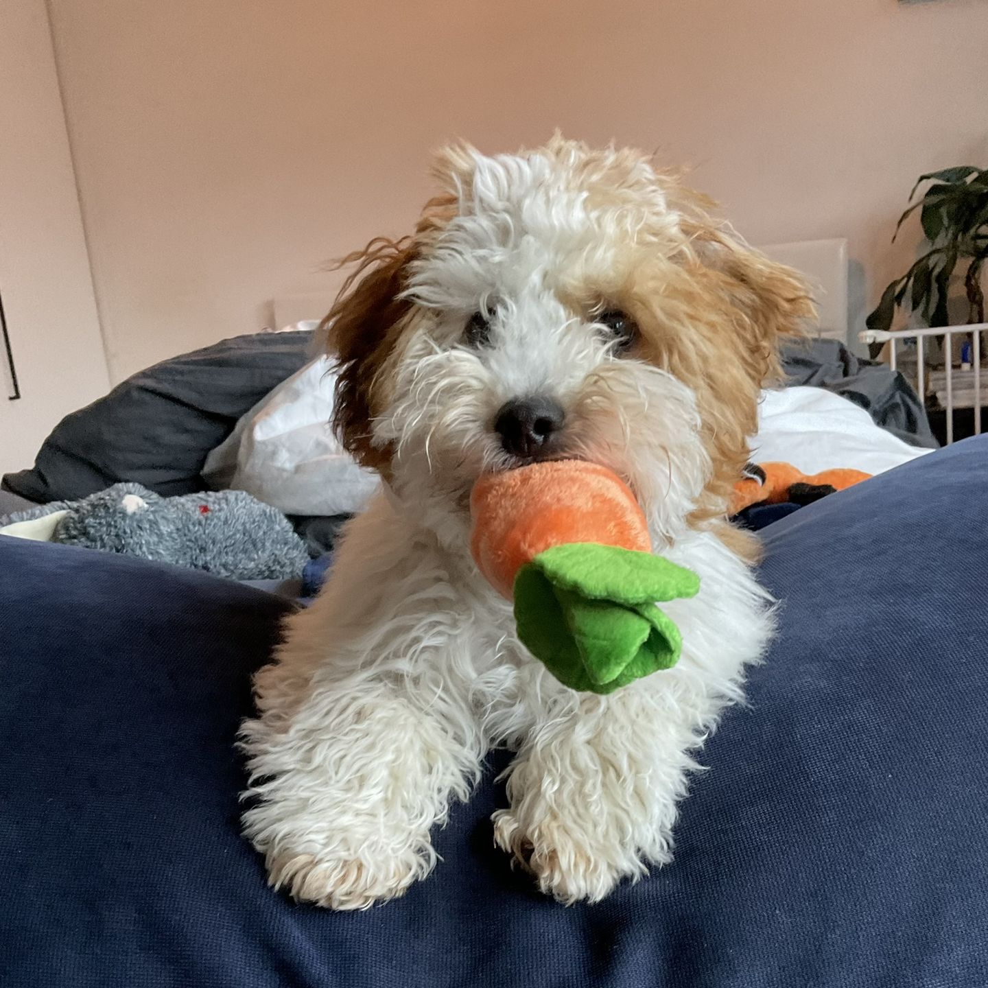 Customer photo review of Carrot Farm