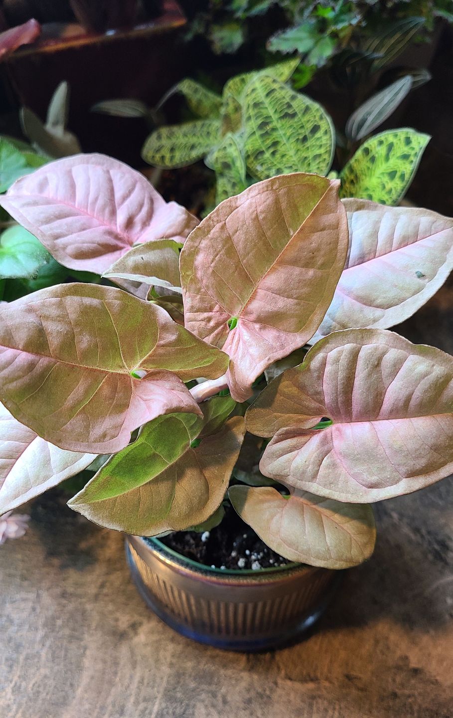 Customer photo review of 4" Syngonium podophyllum 'Neon Robusta'