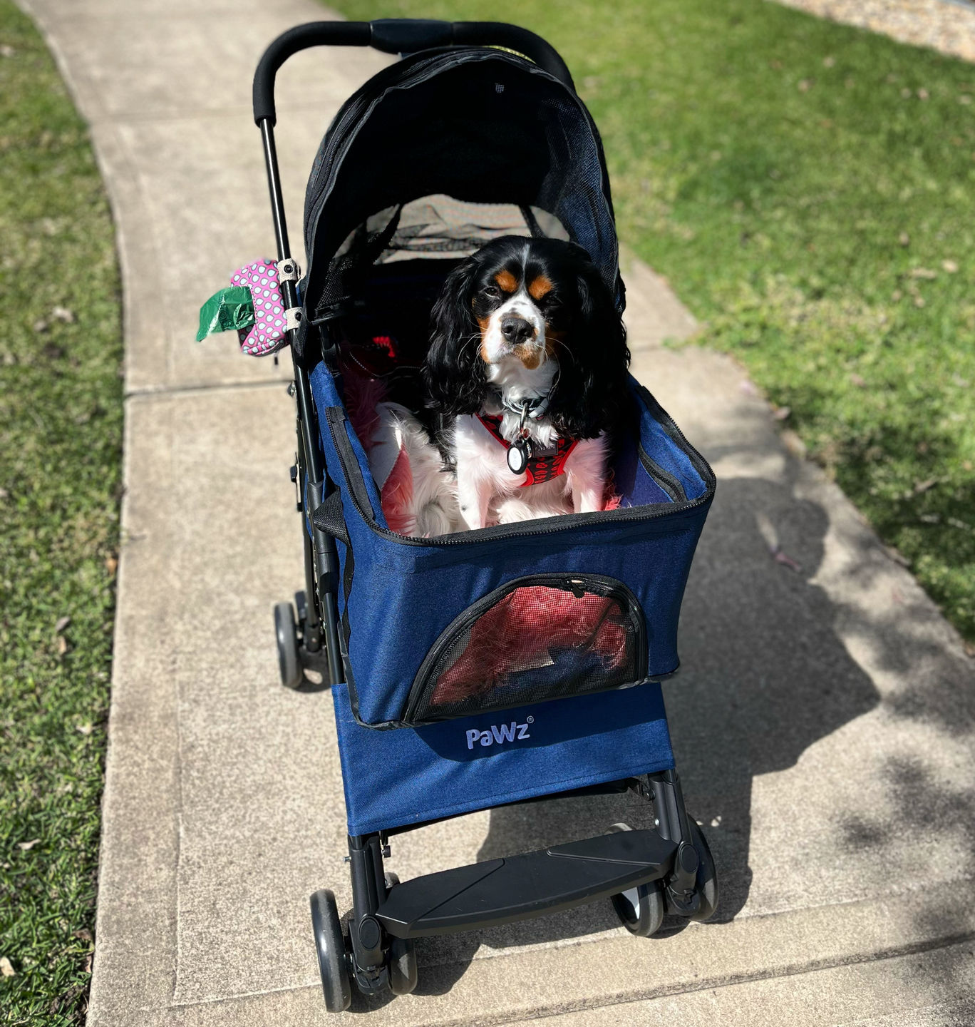 Customer photo review of PaWz Large Pet Stroller Dog Cat Carrier