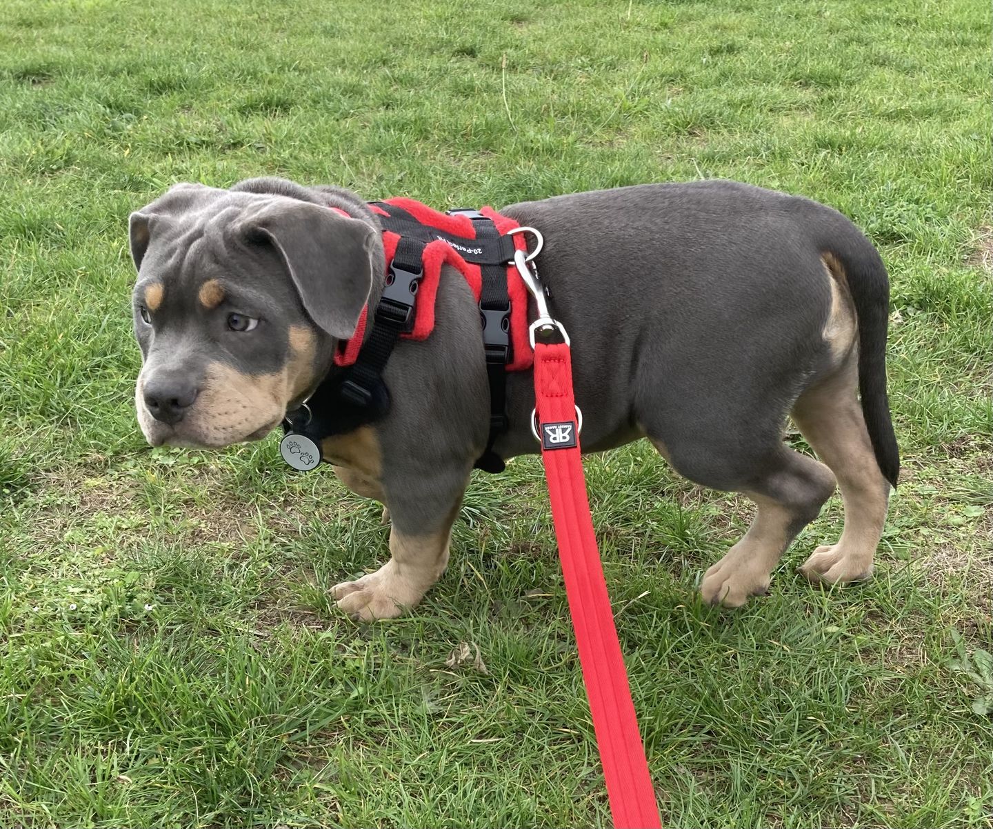 Customer photo review of Double Ended Training Lead | All Breeds - Durable & Soft 2m Lead - Red