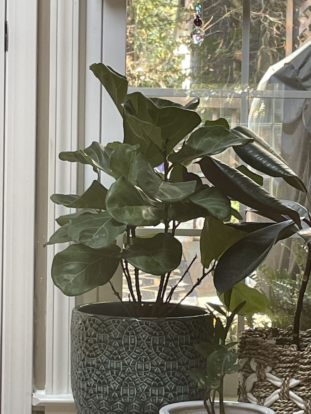 Customer photo review of Fiddle Leaf Fig Guide