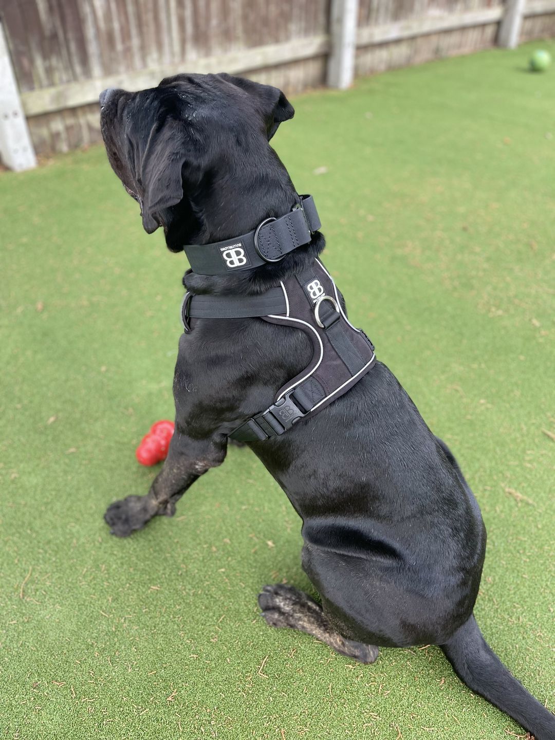 Customer photo review of 5cm Combat Billowthane® Collar | Waterproof & Anti-Rust - Black