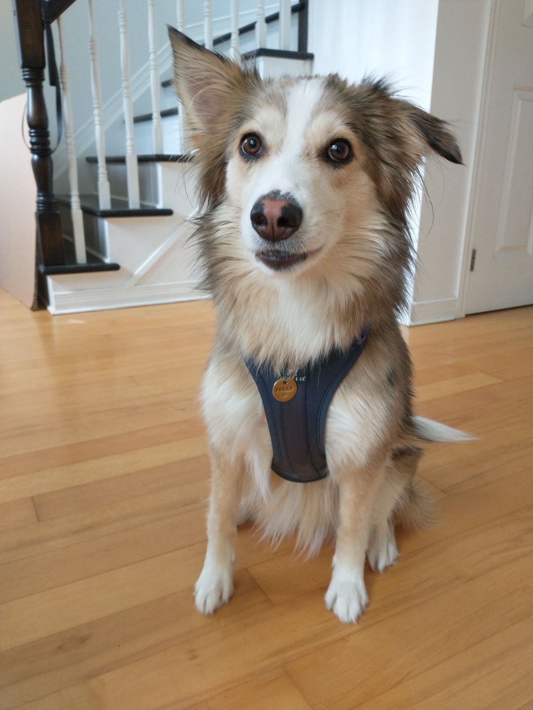 Customer photo review of Hand Stamped Pet ID Tag