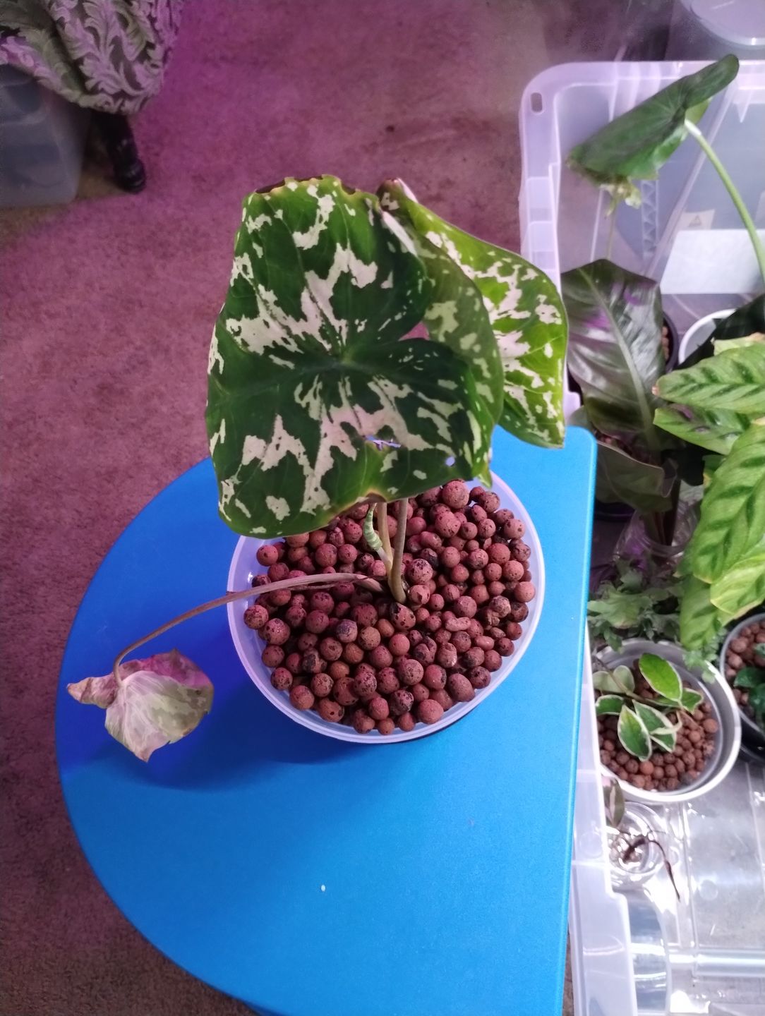 Customer photo review of 4" Caladium praetermissum 'Hilo Beauty'