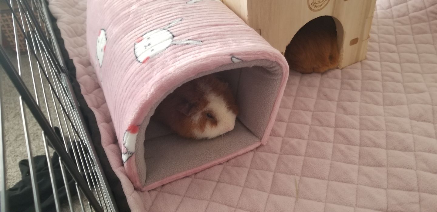 Customer photo review of Offbeat - Piggy Play Package