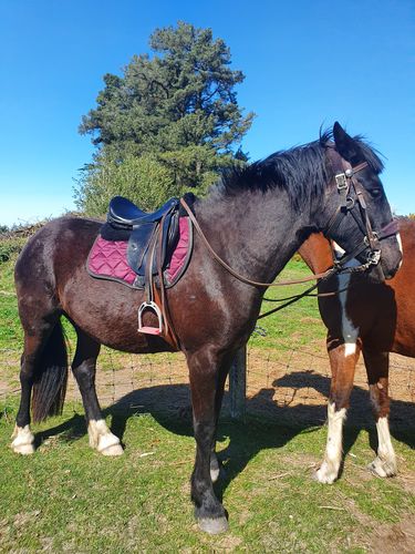 Customer photo review of Clyde’s Leather Recoloring Balm
