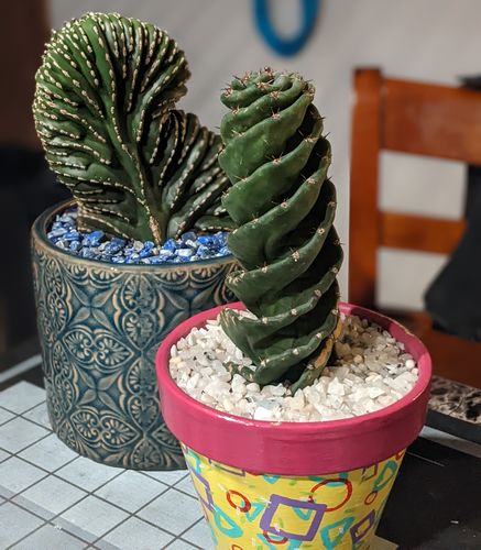 Customer photo review of Crested Mexican Fence Post | Stenocereus Marginatus Cristata