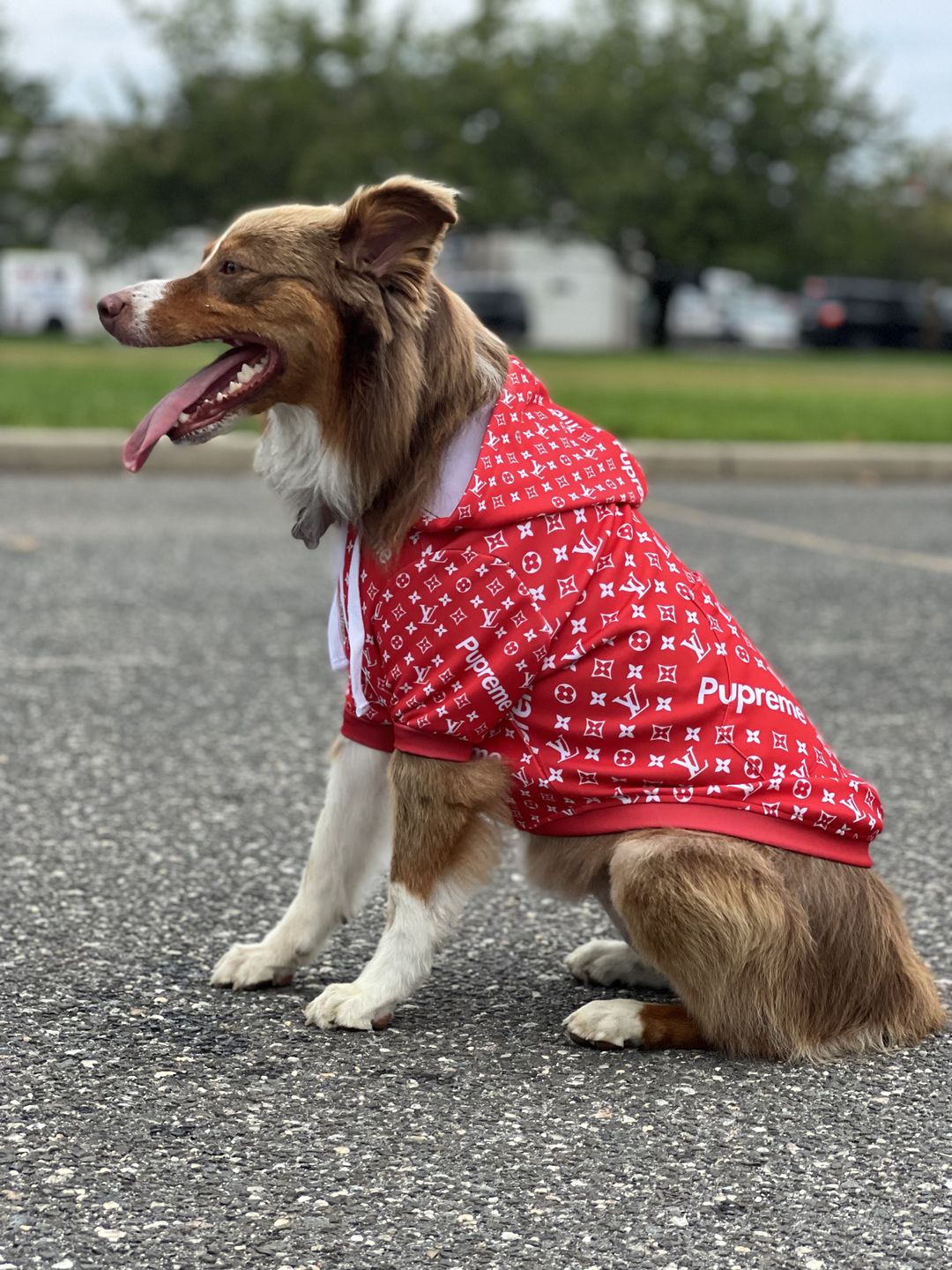Customer photo review of Pupreme All-Over - Dog Hoodie