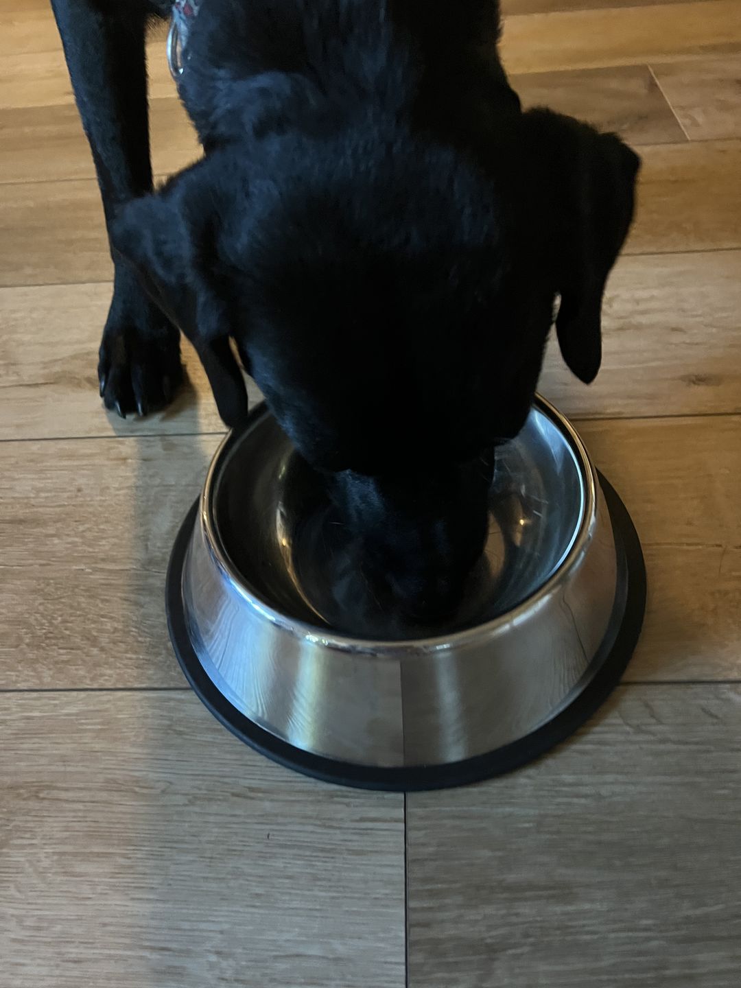 Customer photo review of Daily Support - Full Spectrum Hemp CBD Oil - For All Pets Over 20 Pounds