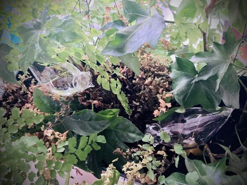 Customer photo review of Mon petit oiseau - Le Jardin de Mamie®