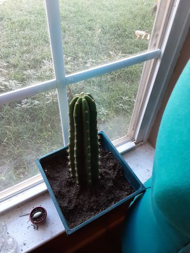 Customer photo review of San Pedro Cactus | Echinopsis pachanoi