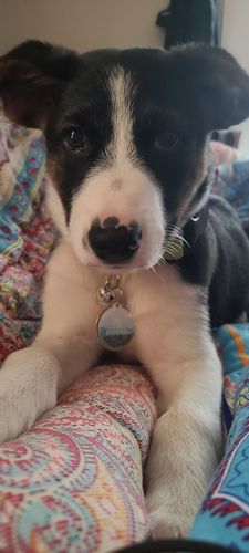 Customer photo review of Explorer