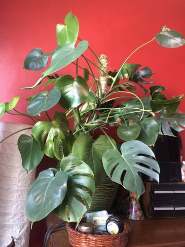 Customer photo of The Original Bendable Moss Pole™ - Best Seller (Pins Included) from Marco L.