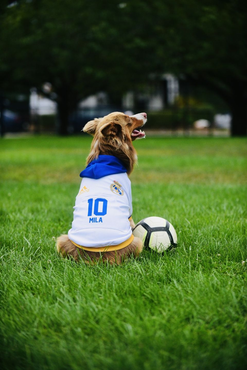 Customer photo review of Real Madrid CF Dog Hoodie
