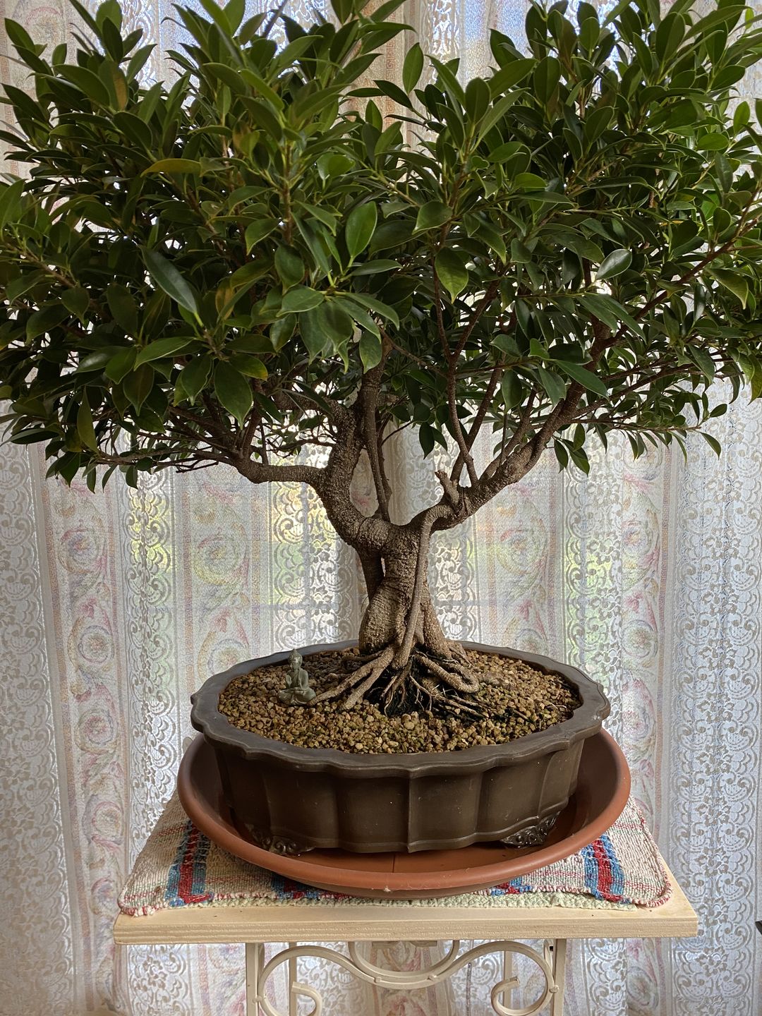 Customer photo review of KRIPTON CB® (Probiotico professionale per bonsai)