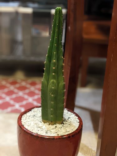 Customer photo review of San Pedro Cactus | Extra Small | Echinopsis pachanoi