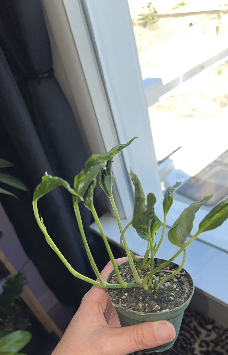 Customer photo review of 3" Pothos Epipremnum aureum 'Shangri Ooh La La'