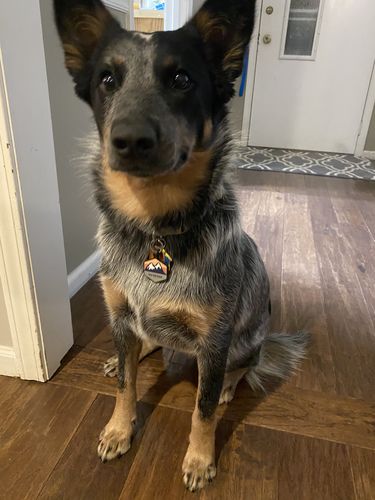 Customer photo review of Explorer Silicone