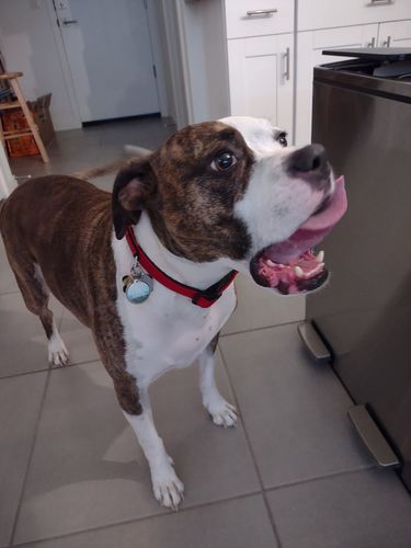 Customer photo review of Explorer