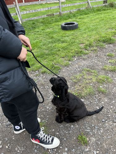 Customer photo review of Ragnar Slip Leash