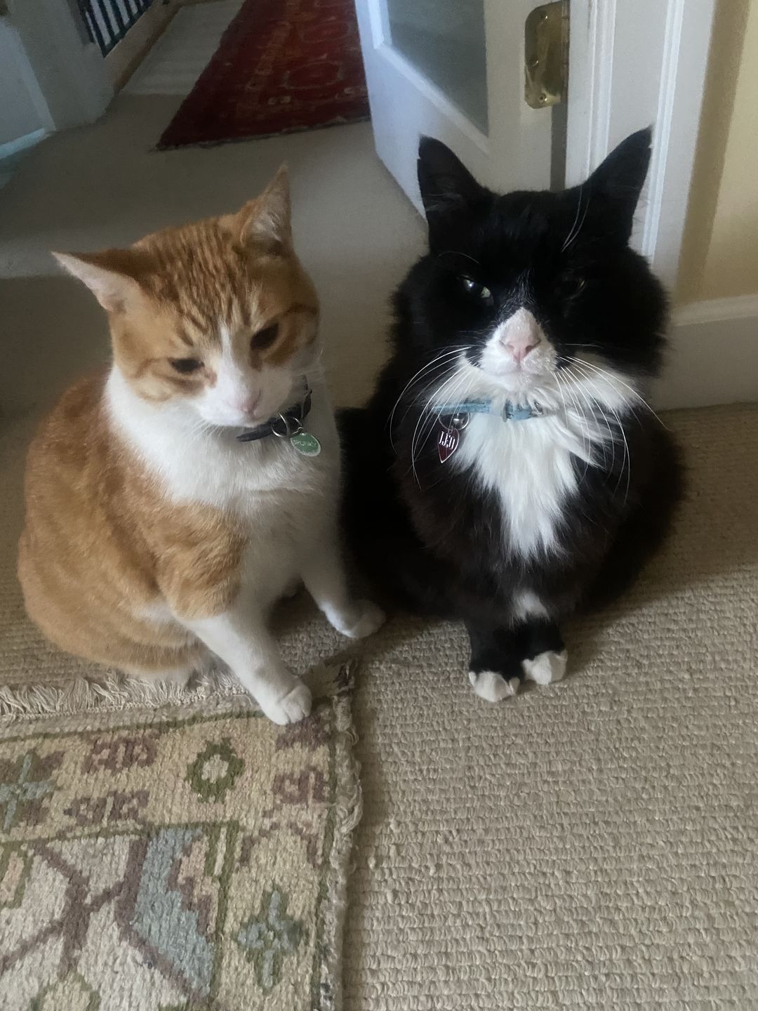 Customer photo review of Revolution Plus For Large Cats 11.1-22lbs (5-10kg)