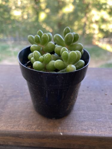 Customer photo review of Jellybean Plant | Sedum Hernandezii