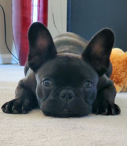 Customer photo review of Explorer