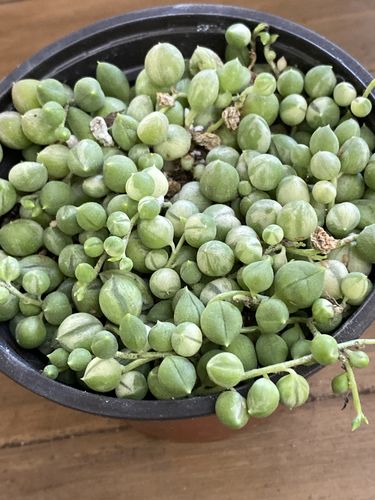 Customer photo review of Variegated String of Pearls | Senecio Rowleyanus Variegata
