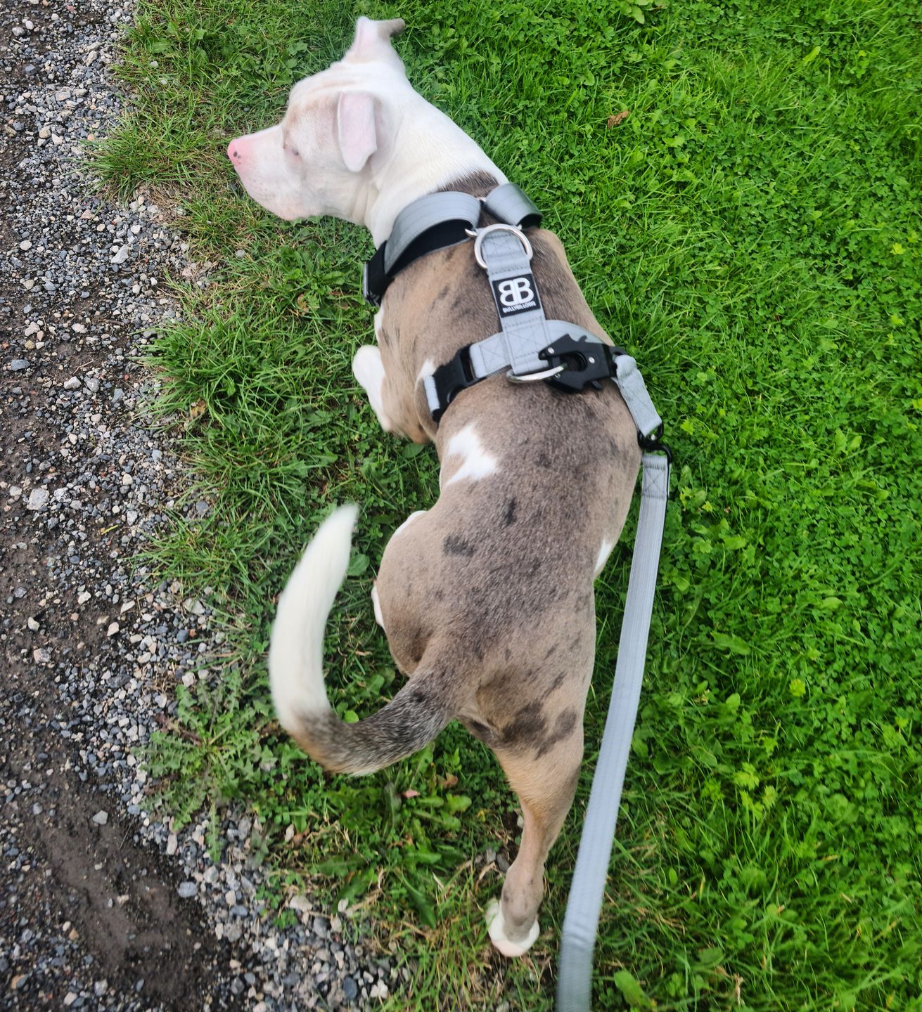 Customer photo review of 1.4m Swivel Combat Lead | Neoprene Lined, Secure Rated Clip with Soft Handle - Metal Grey