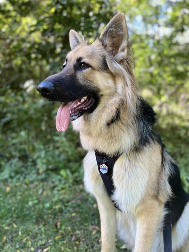 Customer photo review of Explorer Silicone